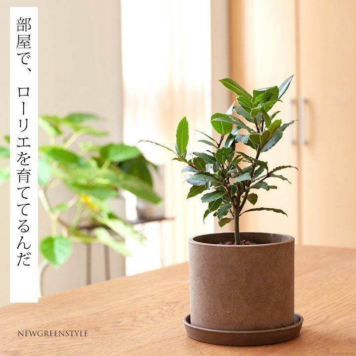 予約品 お届けは9 19 お部屋で育てる 香りも楽しむローリエ 月桂樹 Gd2705 E 花屋さん 通販 Yahoo ショッピング