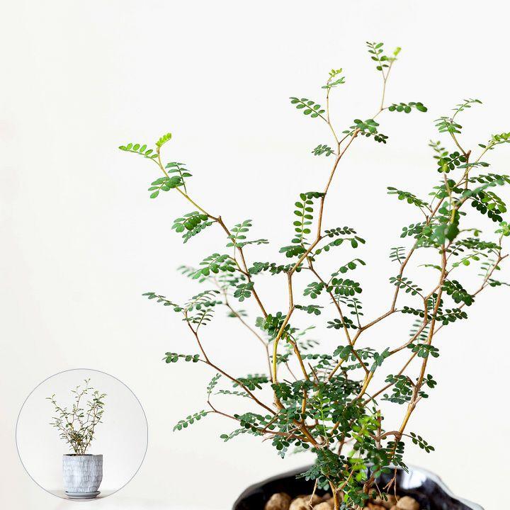 観葉植物 種類 室内 メルヘンの木 おしゃれ ソフォラ・プロストラータ
