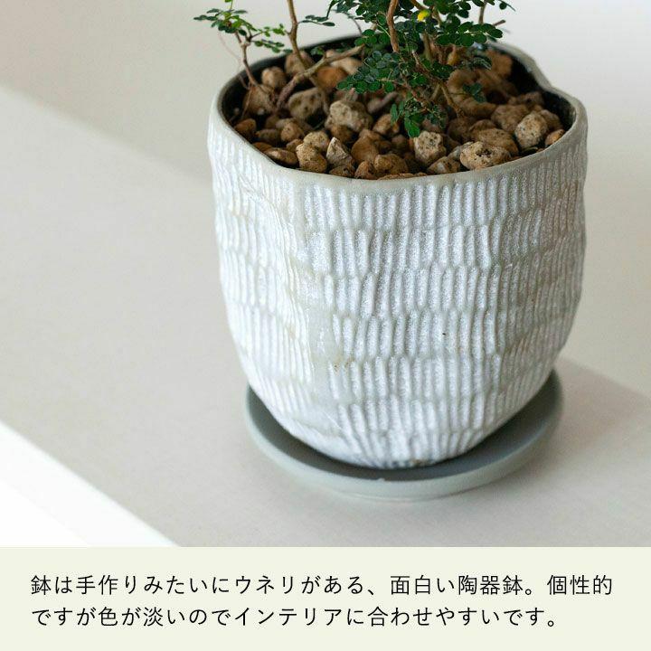 観葉植物 種類 室内 メルヘンの木 おしゃれ ソフォラ・プロストラータ
