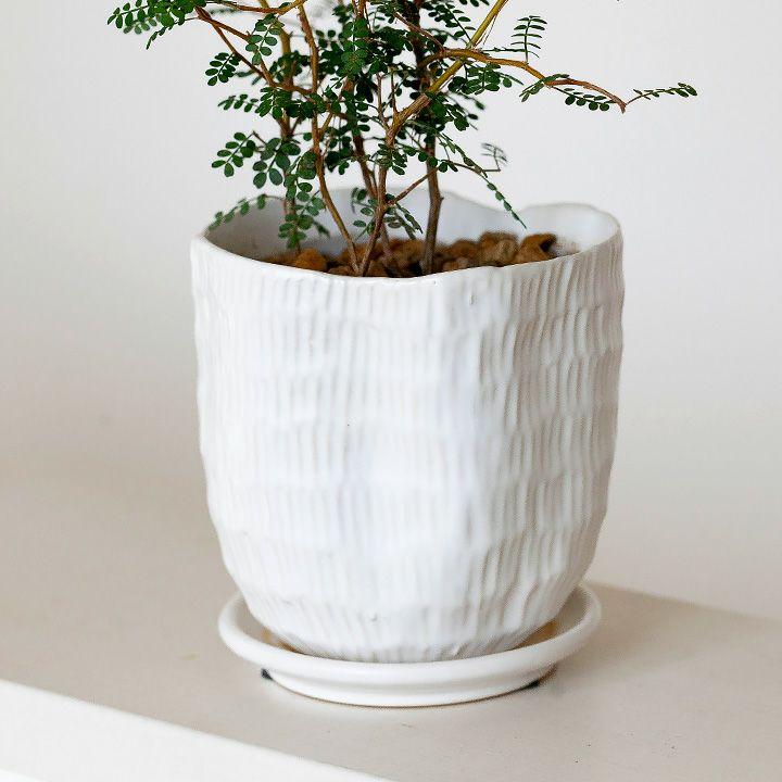 観葉植物 種類 室内 メルヘンの木 おしゃれ ソフォラ・プロストラータ