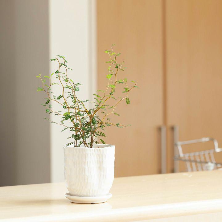 観葉植物 種類 室内 メルヘンの木 おしゃれ ソフォラ・プロストラータ