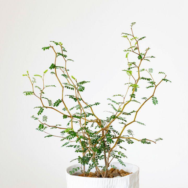 観葉植物 種類 室内 メルヘンの木 おしゃれ ソフォラ・プロストラータ