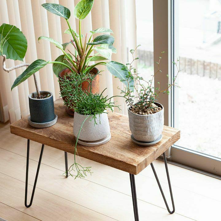 観葉植物 種類 室内 メルヘンの木 おしゃれ ソフォラ・プロストラータ