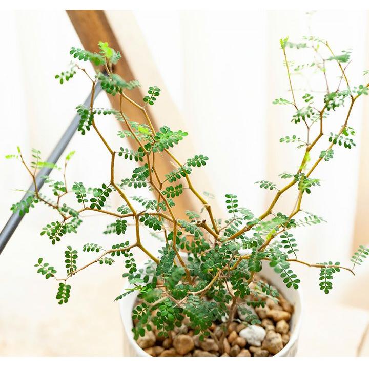 観葉植物 種類 室内 メルヘンの木 おしゃれ ソフォラ・プロストラータ