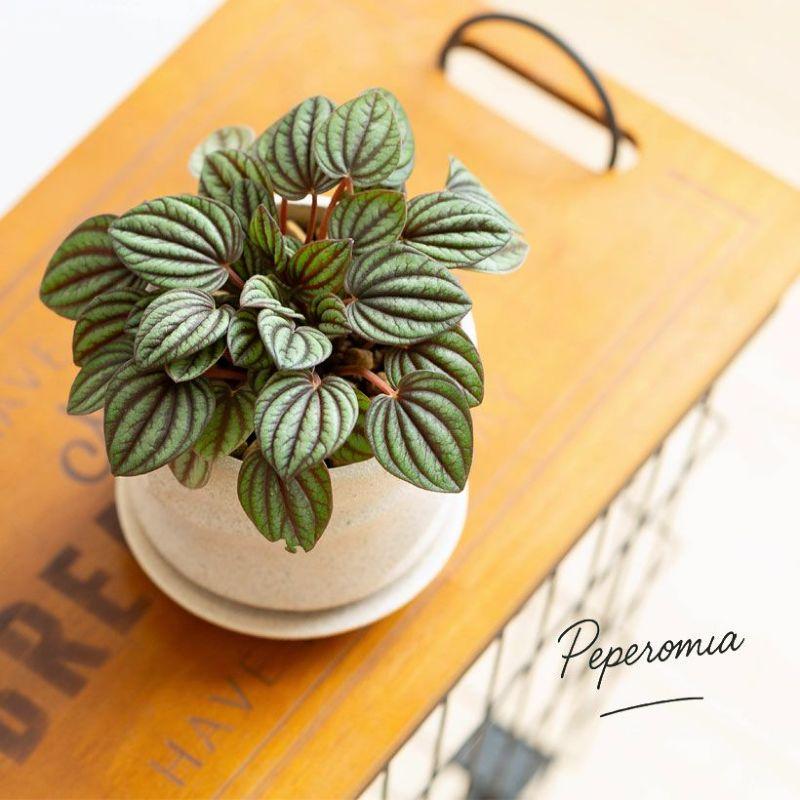レアペペロミア5点セット♡ 観葉植物 室内 ミニサイズ 観葉植物 種類 室内 おしゃれ ペペロミア・ペッパーミル※陶器鉢type