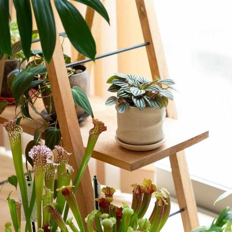 観葉植物 種類 室内 おしゃれ ペペロミア・ペッパーミル※陶器鉢type