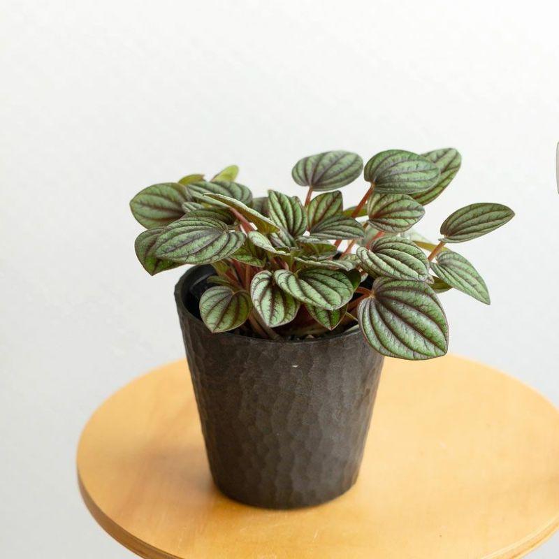 観葉植物 種類 室内 おしゃれ ペペロミア・ペッパーミル※陶器鉢type