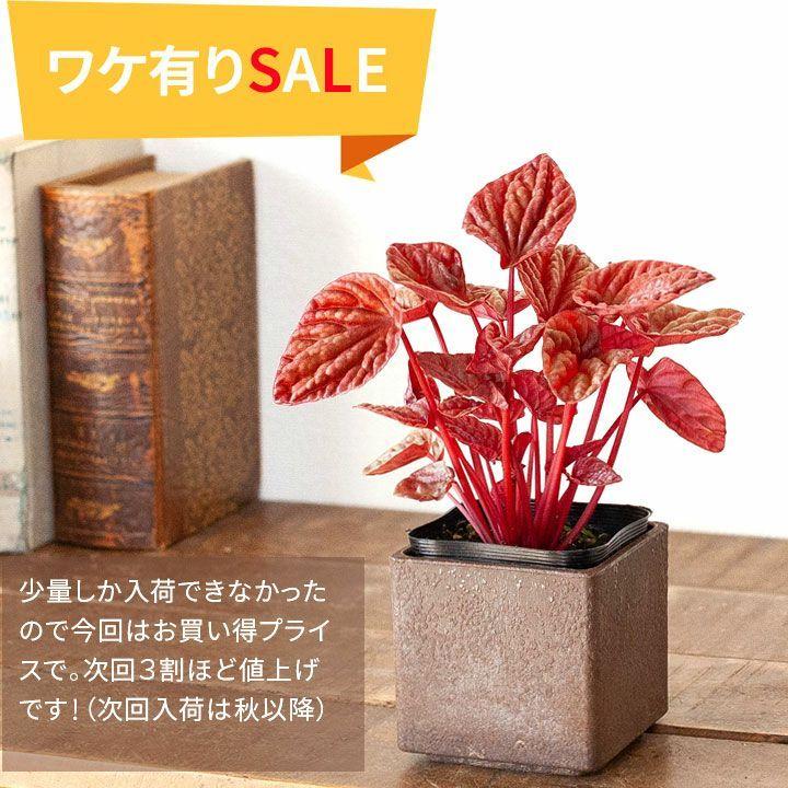 葉の色味が面白い「ペペロミア・キト」 : e-花屋さん - 通販 - Yahoo