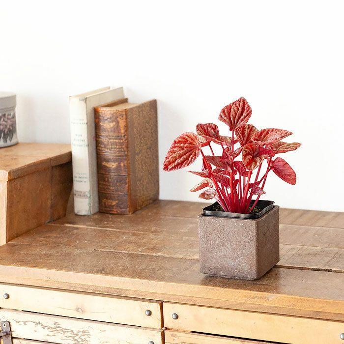 レア❤️葉挿しセット✨ホリコロ等✨1セットのみ❤️ マックス ホッチキス バイモポリゴ 桃 HD-11SFLK/P | 文房具・事務用品