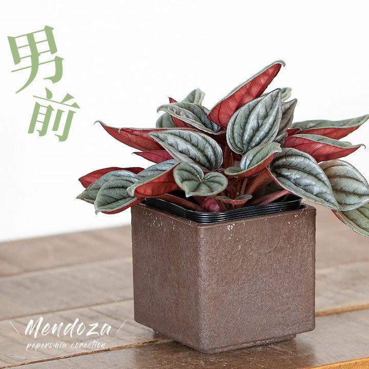 ペペロミア メンドーサ をスクエアpotで Gd2756 E 花屋さん 通販 Yahoo ショッピング