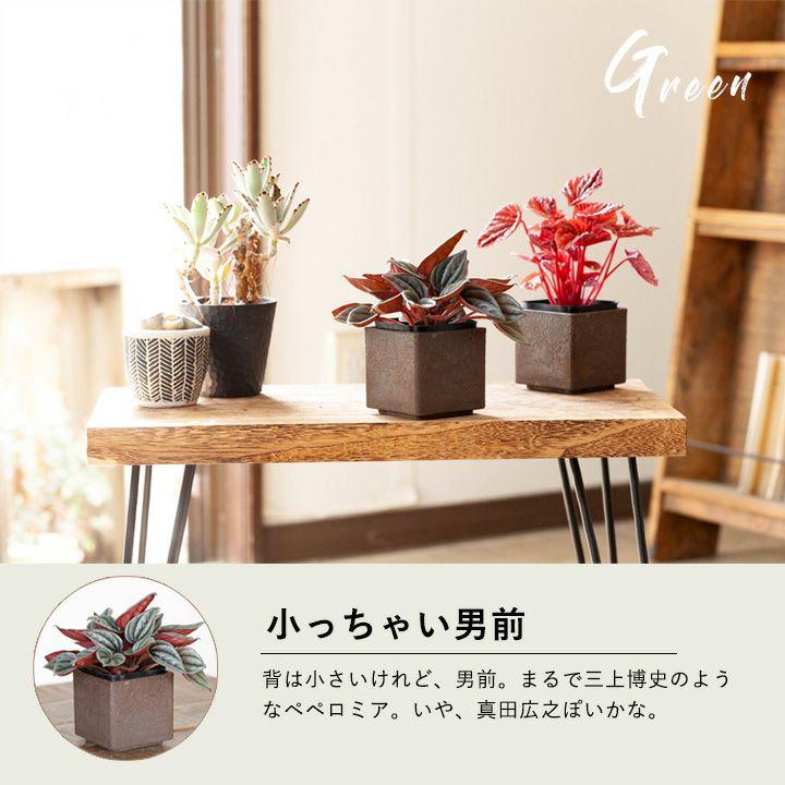 観葉植物 おしゃれ 室内 ミニ インテリア 「ペペロミア・メンドーサ