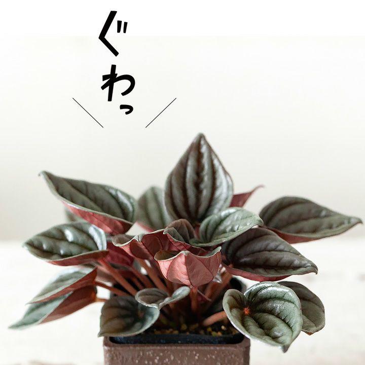 観葉植物 おしゃれ 室内 ミニ インテリア 「ペペロミア・メンドーサ