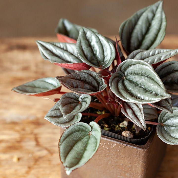 観葉植物 おしゃれ 室内 ミニ インテリア 「ペペロミア・メンドーサ