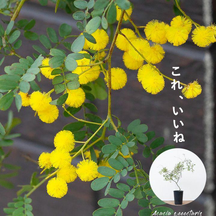 アカシア・スペクタビリス6号サイズ（同梱不可） : e-花屋さん
