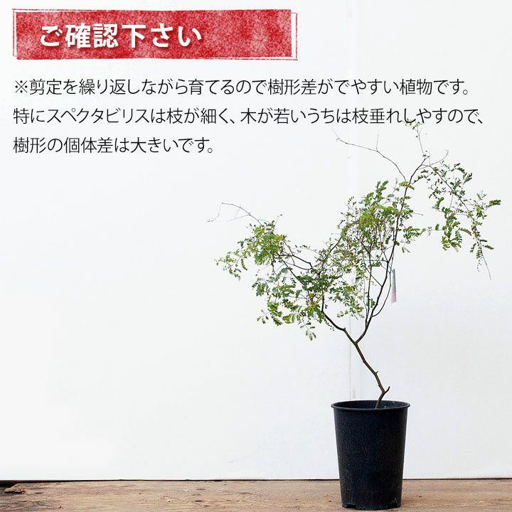 アカシア・スペクタビリス6号サイズ（同梱不可） : e-花屋さん - 通販