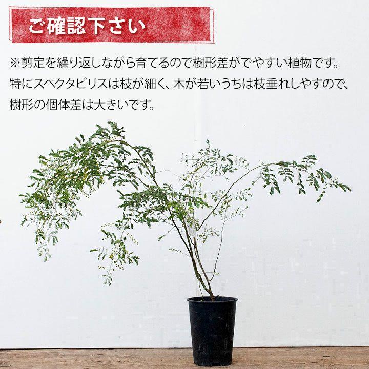 アカシア・スペクタビリス6号サイズ（同梱不可） : e-花屋さん - 通販