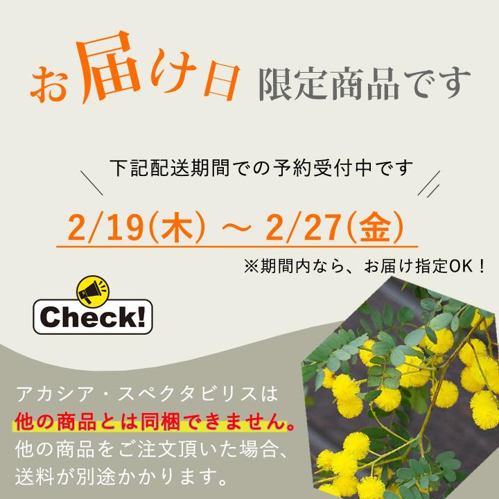 アカシア・スペクタビリス6号サイズ（同梱不可） : e-花屋さん - 通販
