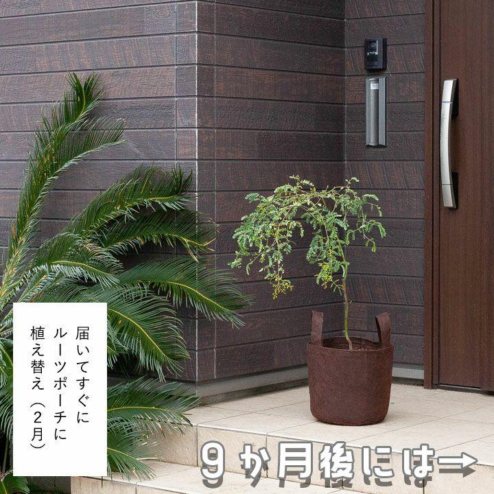 アカシア・スペクタビリス6号サイズ（同梱不可） : e-花屋さん - 通販