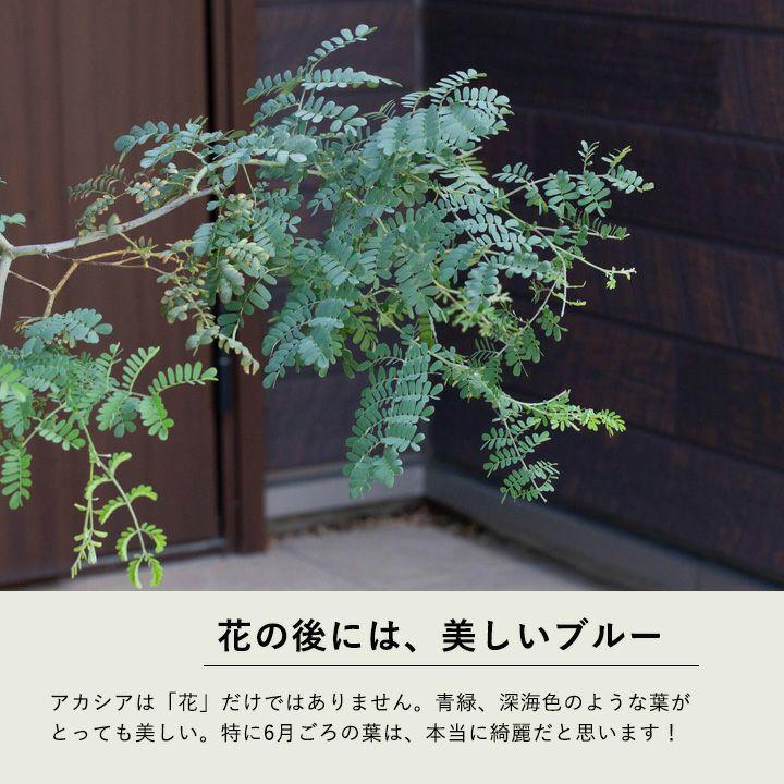 アカシア・スペクタビリス6号サイズ（同梱不可） : e-花屋さん - 通販