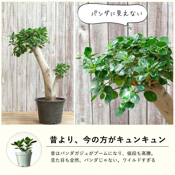 観葉植物 かわいい ミニ ポット 苗 3号 「パンダガジュマル」きゅんきゅんサイズ〜｜e-8783｜12