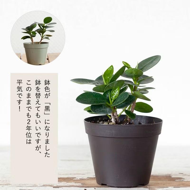 鉢ごと宅配便】パンダガジュマル斑入り 挿し木苗 【公式通販】