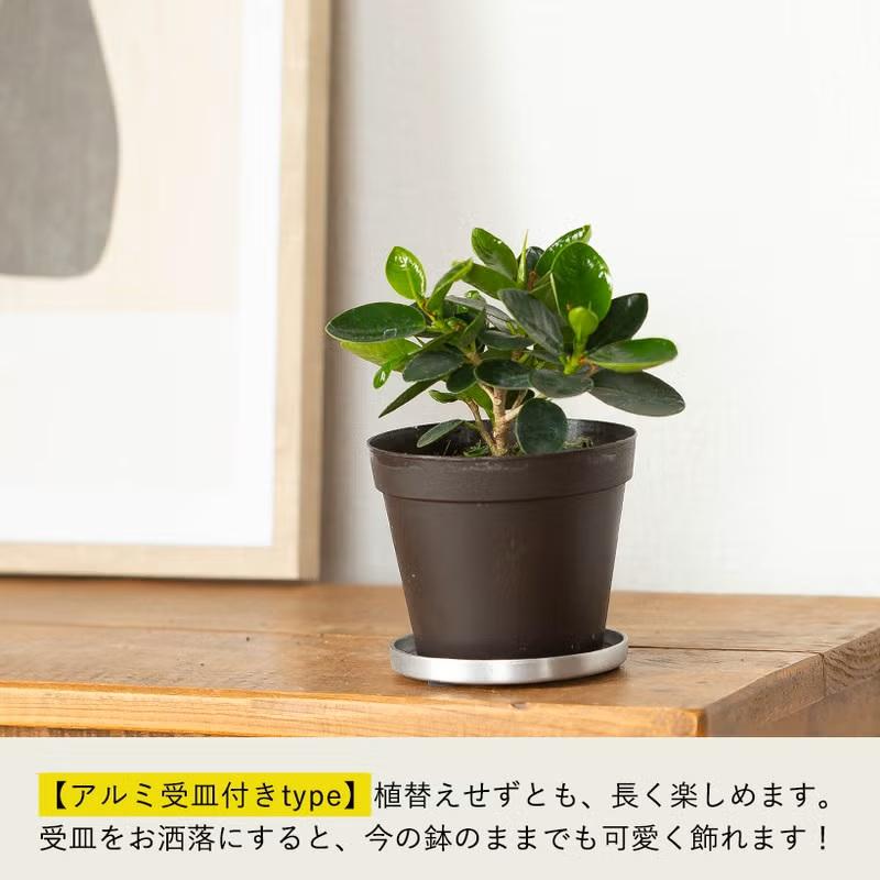 ［現品］【希少】※売約済※ A2 パンダガジュマル　8号　観葉植物　室内　レア 現品］【希少】14番 パンダガジュマル 7号 観葉植物 室内 レア ゴムの