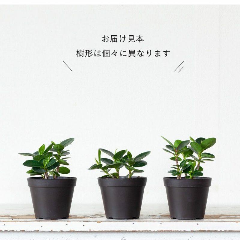 観葉植物 かわいい ミニ ポット 苗 3号 「パンダガジュマル」きゅんきゅんサイズ〜｜e-8783｜06