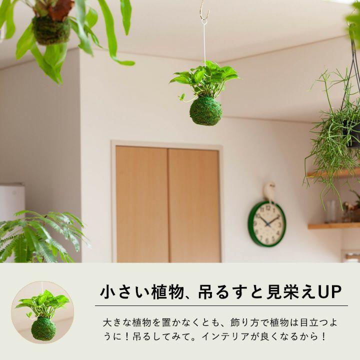 観葉植物 種類 室内 おしゃれ 吊るす ぶら下げ ポトス グローバル