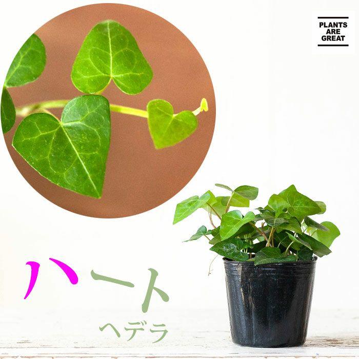 観葉植物 種類 室内 植え替え インテリア ヘデラ・サーク　ハートのアイビー　ヘデラ・ヘリックス（Yahoo!・e-花屋さん）