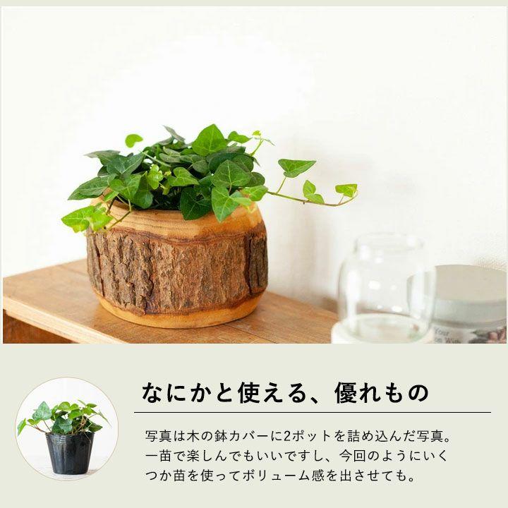 観葉植物 種類 室内 植え替え インテリア ヘデラ・サーク ハートの