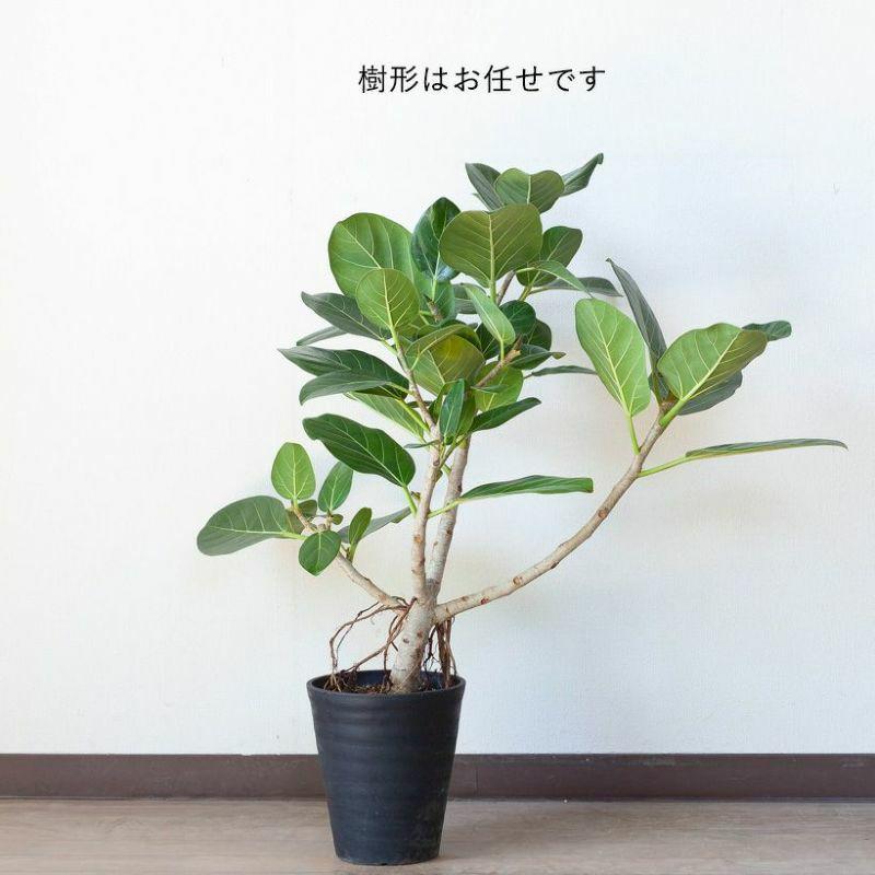現品　フィカス　ゴムの木　ベンガレンシス　88番　インテリアグリーン　観葉植物 観葉植物 おしゃれ インテリア グリーン 育てやすい フィカス