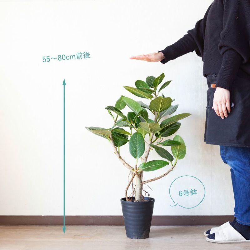 現品　フィカス　ゴムの木　ベンガレンシス　53　曲がり　インテリアグリーン　室内 現品 フィカス ゴムの木 ベンガレンシス 53 曲がり インテリア