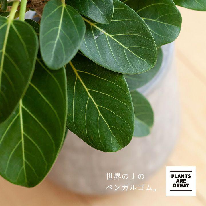 観葉植物 おしゃれ インテリア グリーン 育てやすい フィカス