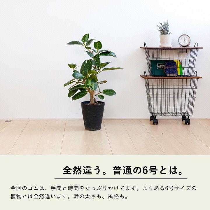 観葉植物 おしゃれ インテリア グリーン 育てやすい フィカス