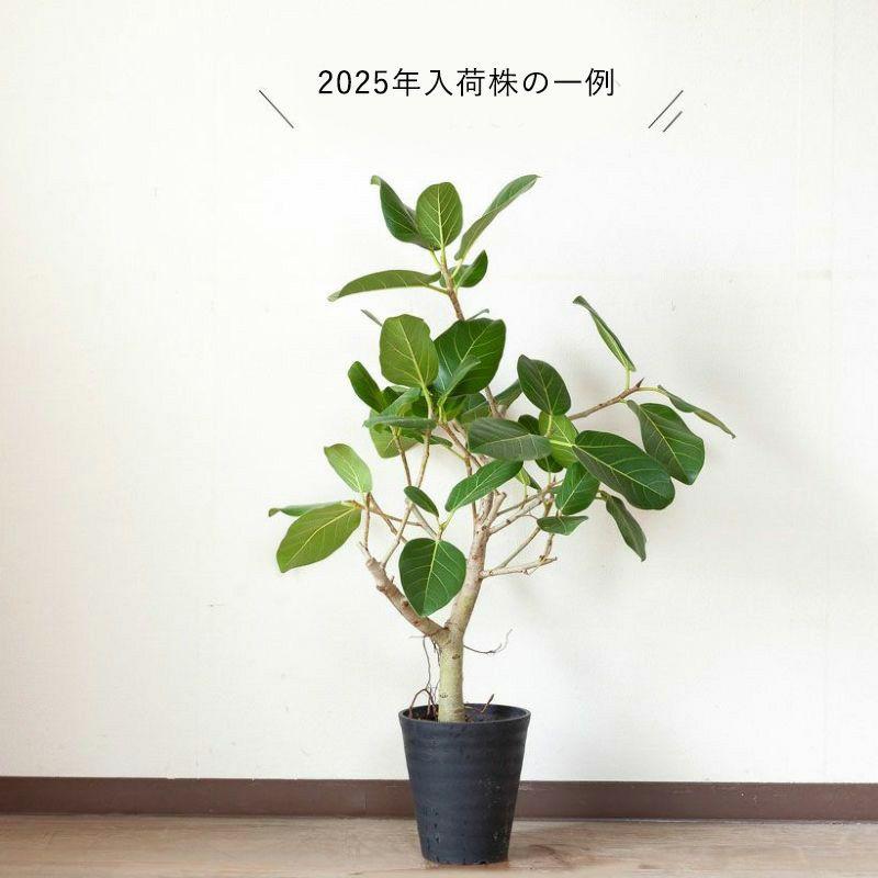 観葉植物 おしゃれ インテリア グリーン 育てやすい フィカス