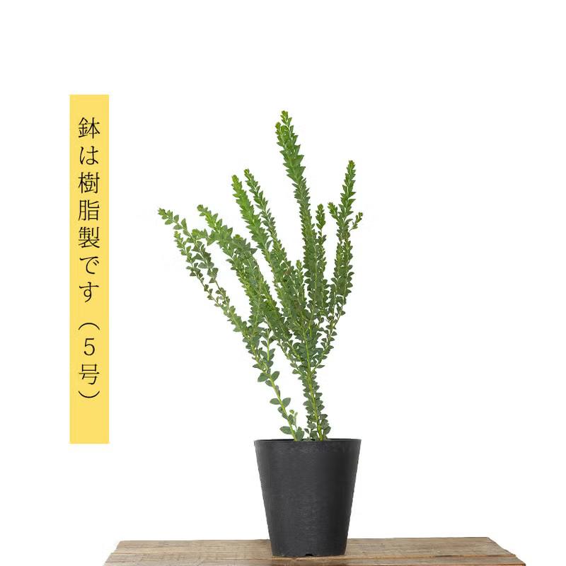 屋外植物 人気のオージープランツ☆三角葉アカシア5号鉢 玄関 ベランダ