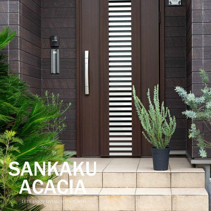 ボリュームあります！三角葉アカシア6号鉢（同梱不可商品） : e-花屋