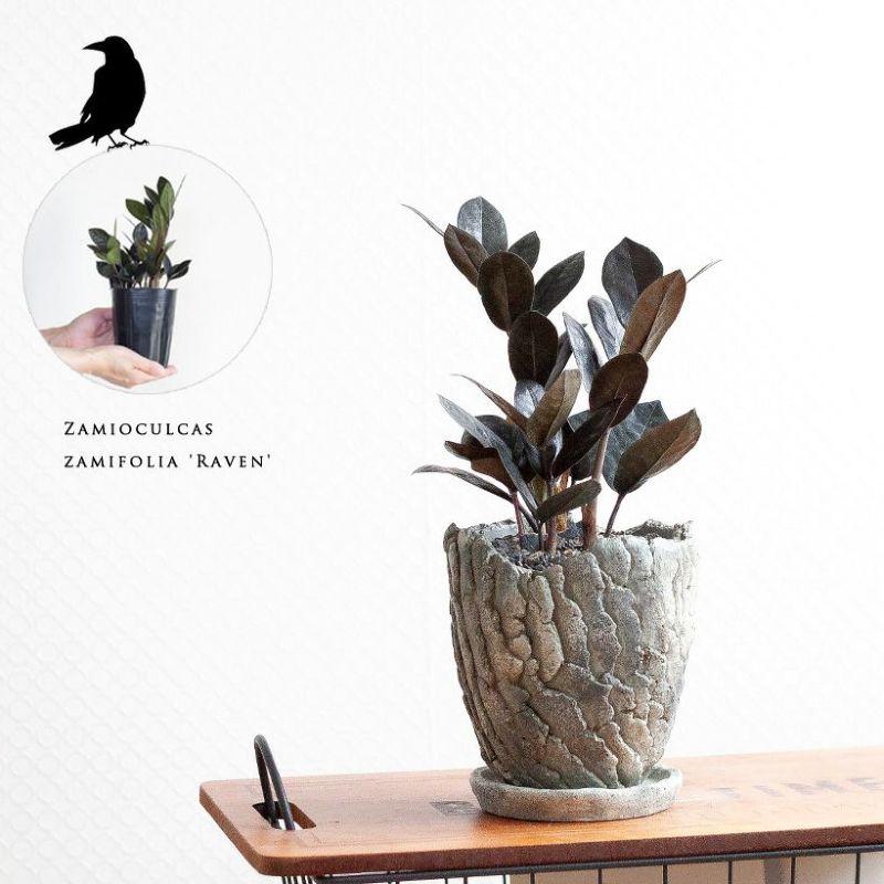 黒いザミオクルカス レイヴン の3号苗 Segurosaurora Com