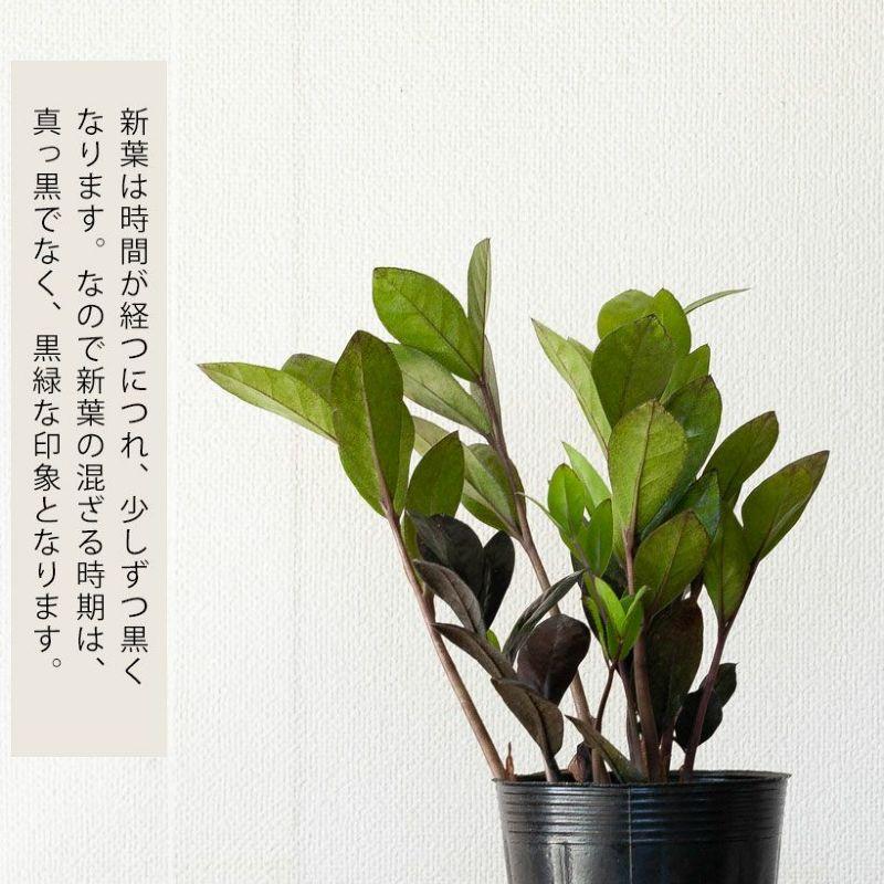 観葉植物 種類 室内 おしゃれ 植え替え テーブル ザミオクルカス