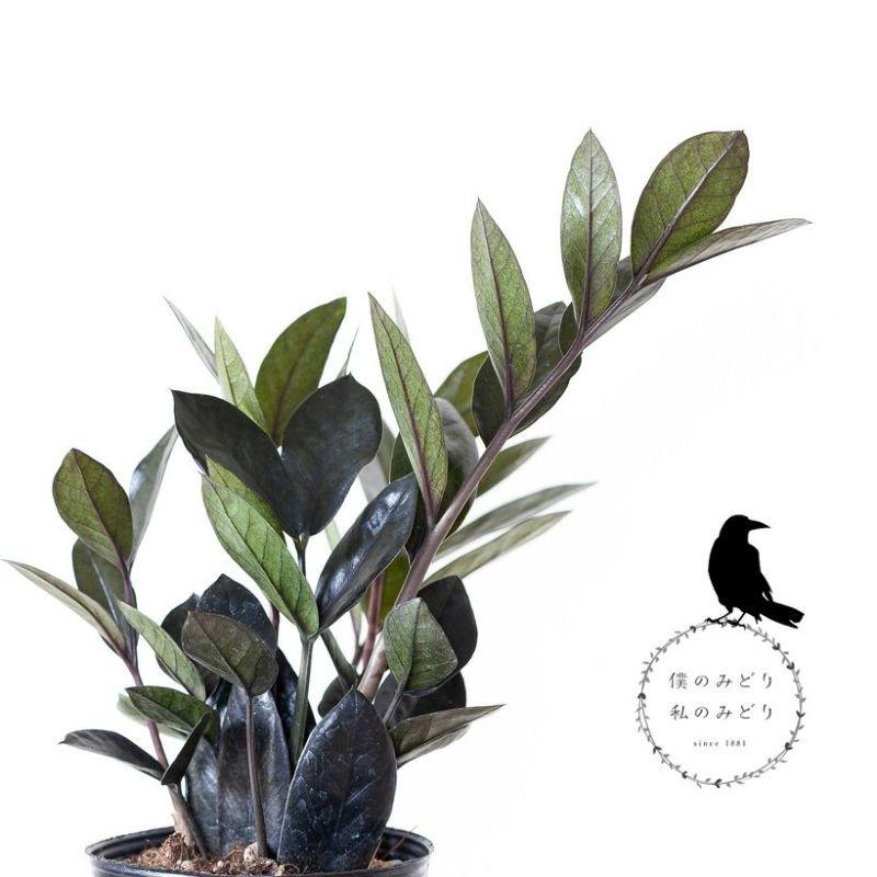 黒いザミオクルカス 斑入り 【公式通販】