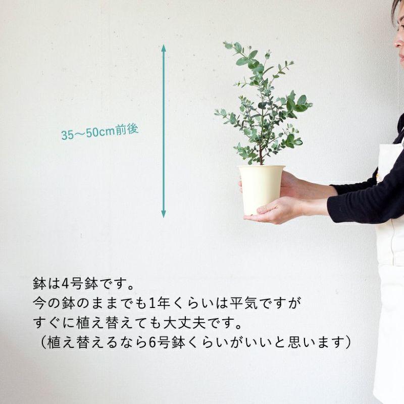 ユーカリ・グニー。始めてみるのに丁度いい4号鉢サイズ : e-花屋さん