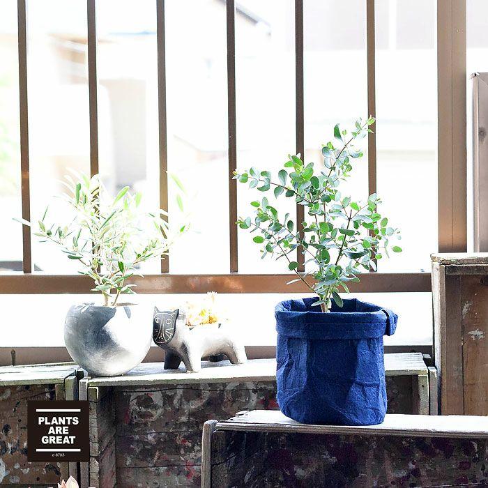ユーカリ・グニー。始めてみるのに丁度いい4号鉢サイズ : e-花屋さん