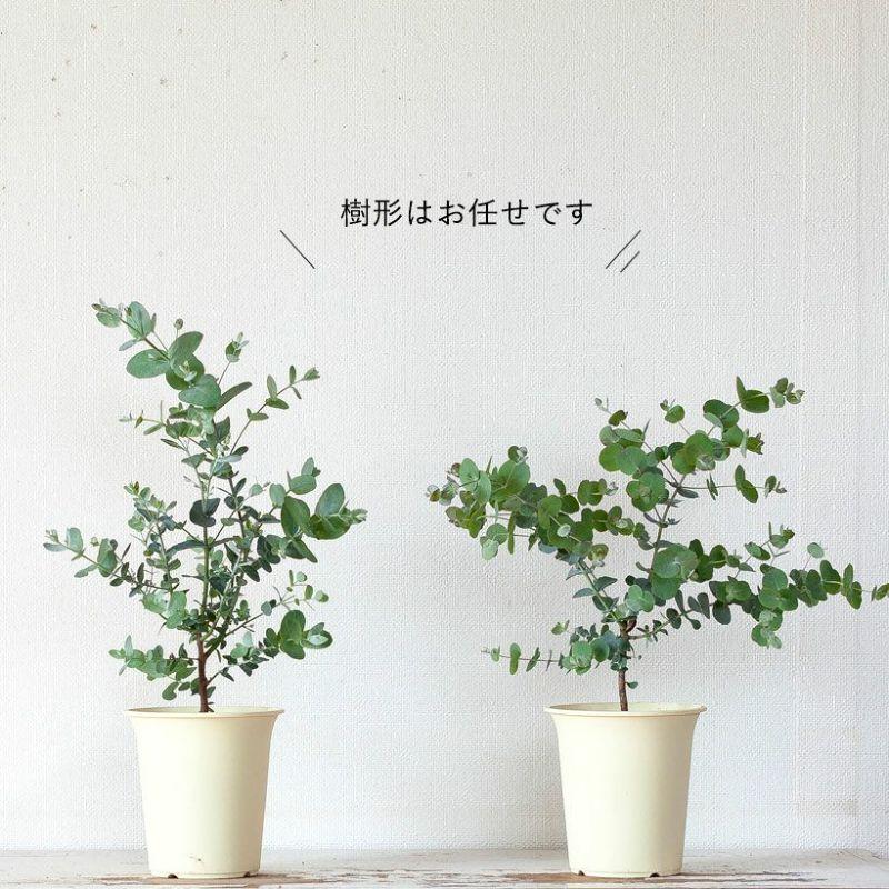 ユーカリ・グニー。始めてみるのに丁度いい4号鉢サイズ : e-花屋さん