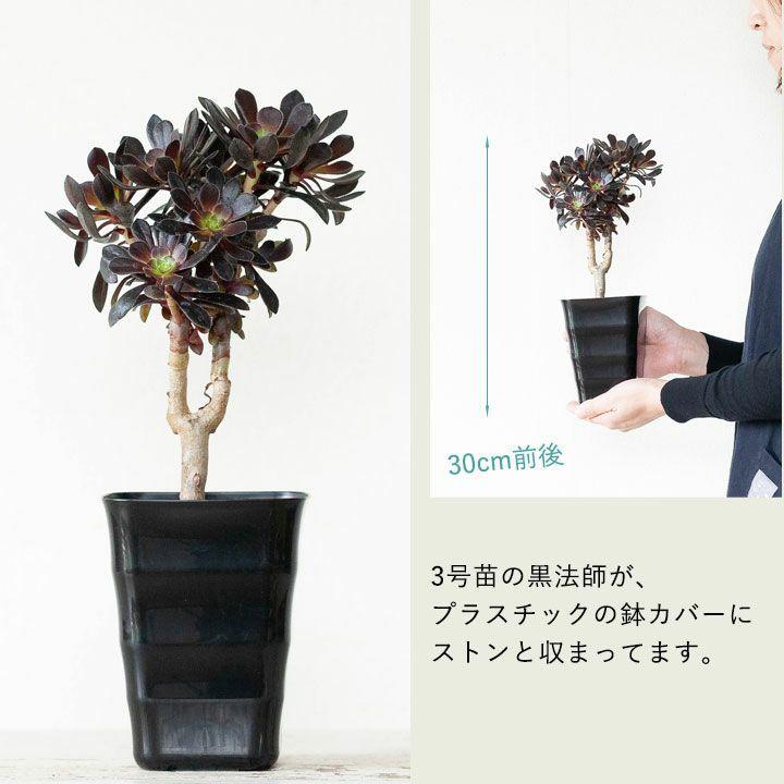 黒法師4鉢 5号鉢　枝分かれ　アエオニウム　黒法師12ポット 黒法師4鉢 5号鉢 枝分かれ アエオニウム 黒法師12ポット - メルカリ