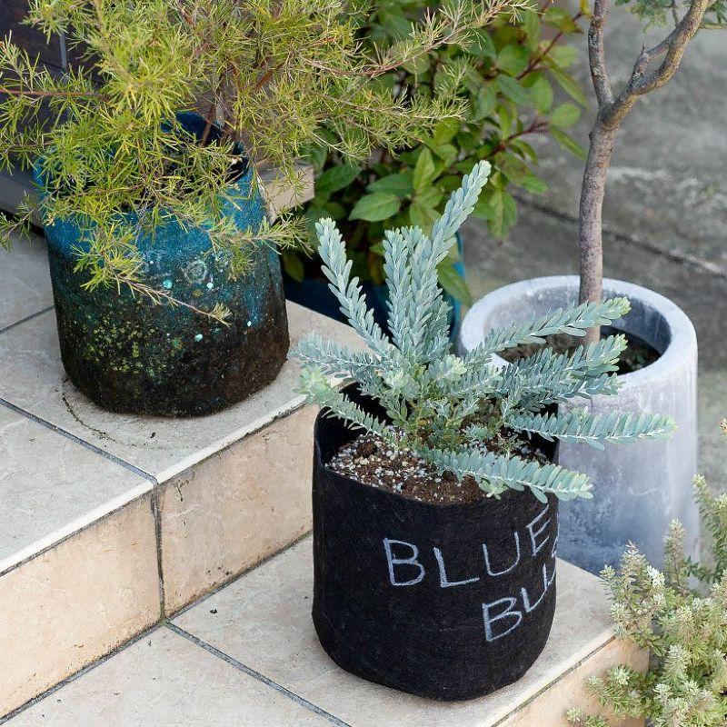 現品販売です。高さ約120㎝幹が太いアカシア・ブルーブッシュ10号鉢