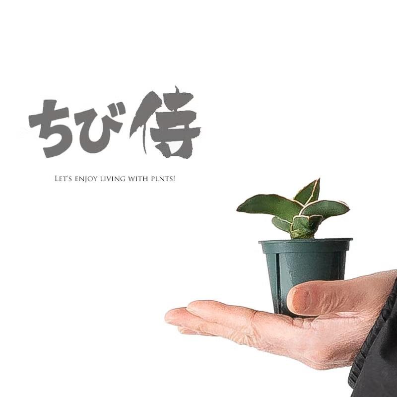 観葉植物 サンスベリア おしゃれ「ちび侍」こと、サンスベリア・サムライドワーフ（Yahoo!・e-花屋さん）