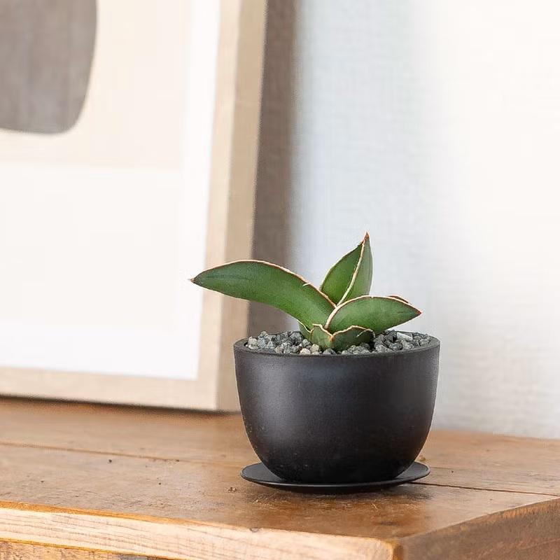 観葉植物 サンスベリア おしゃれ「ちび侍」こと、サンスベリア