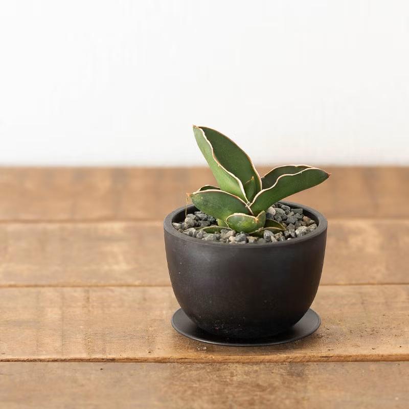 観葉植物 サンスベリア おしゃれ「ちび侍」こと、サンスベリア