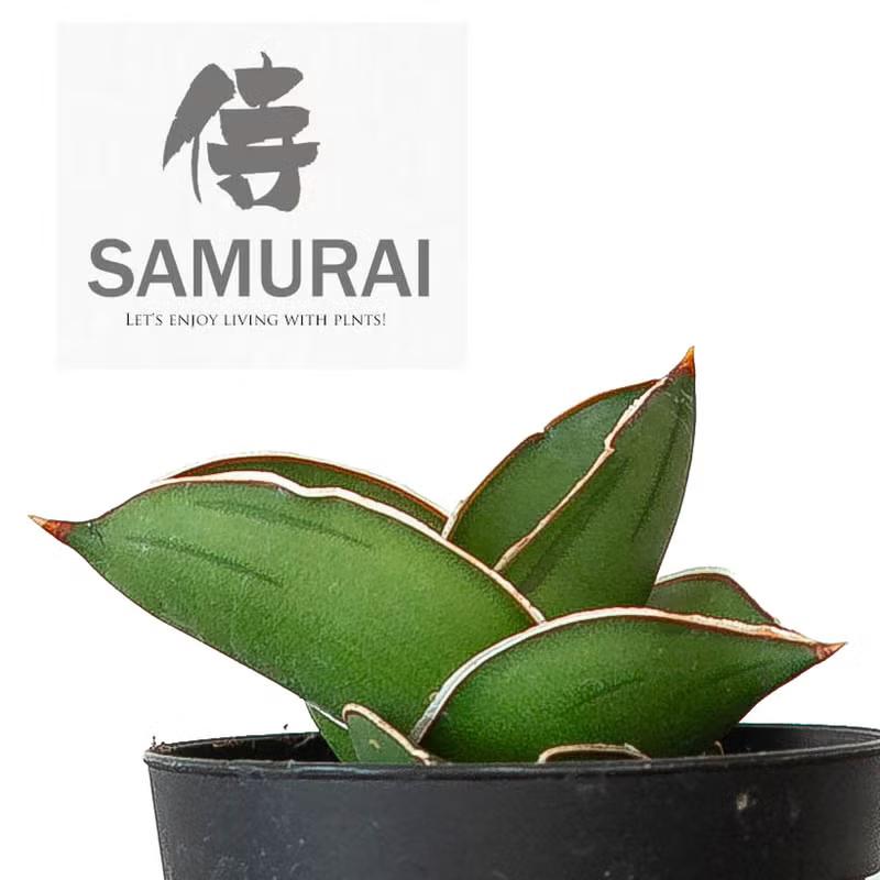 観葉植物 サンスベリア・サムライ（侍）ドワーフ マイナスイオン : e