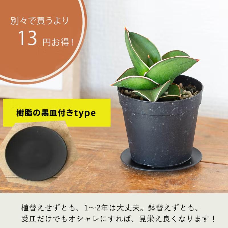 観葉植物 サンスベリア・サムライ（侍）ドワーフ マイナスイオン : e